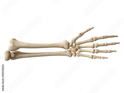 Anatomical illustration of a human arm and hand skeleton rendered in a realistic style against black background