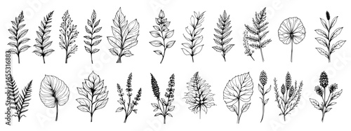 Botanical leaf illustration presents a set of diverse plant leaves, meticulously hand drawn with fine details in a classic monochrome style.