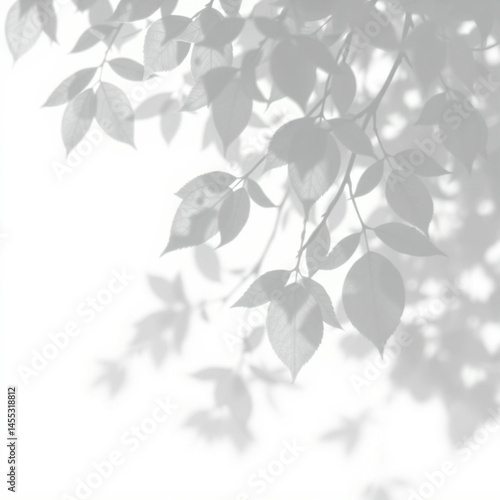 Wallpaper Mural shadow overlay effect. Gray shadow of leaves isolated on white background. Plant foliage leaf shadow light effect. Mockup Blurred tree branch shadow. Ideal for summer spring design elements PNG  Torontodigital.ca