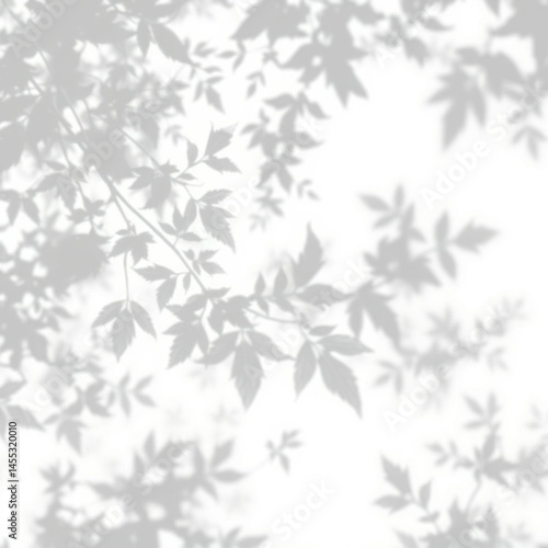 Wallpaper Mural shadow overlay effect. Gray shadow of leaves isolated on white background. Plant foliage leaf shadow light effect. Mockup Blurred tree branch shadow. Ideal for summer spring design elements PNG  Torontodigital.ca