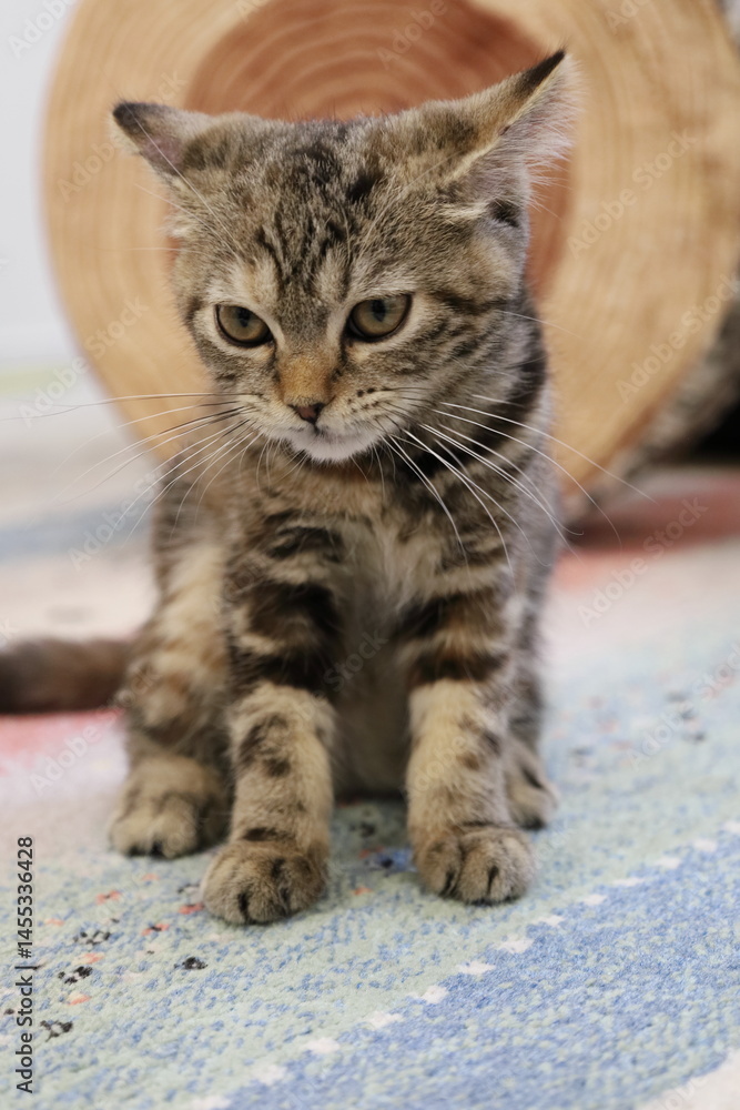 Naklejka premium 寝起きの子猫