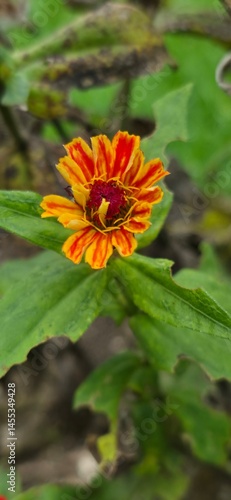Flora y Fauna de Medellin Colombia