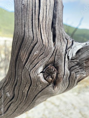 old tree trunk