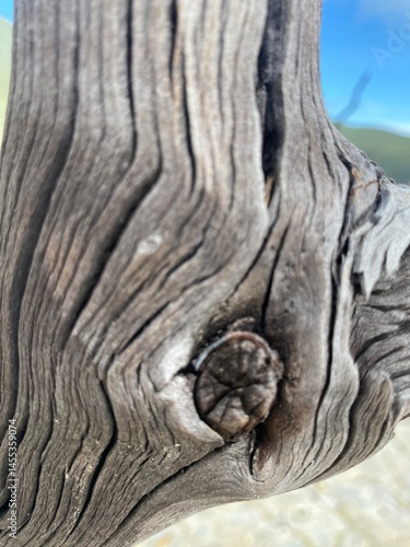 tree trunk texture