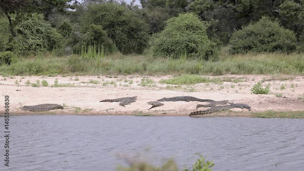 Nile crocodiles bask on sandy riverbank on breezy day, wide angle Nile crocodiles bask on sandy riverbank on breezy day, wide angle