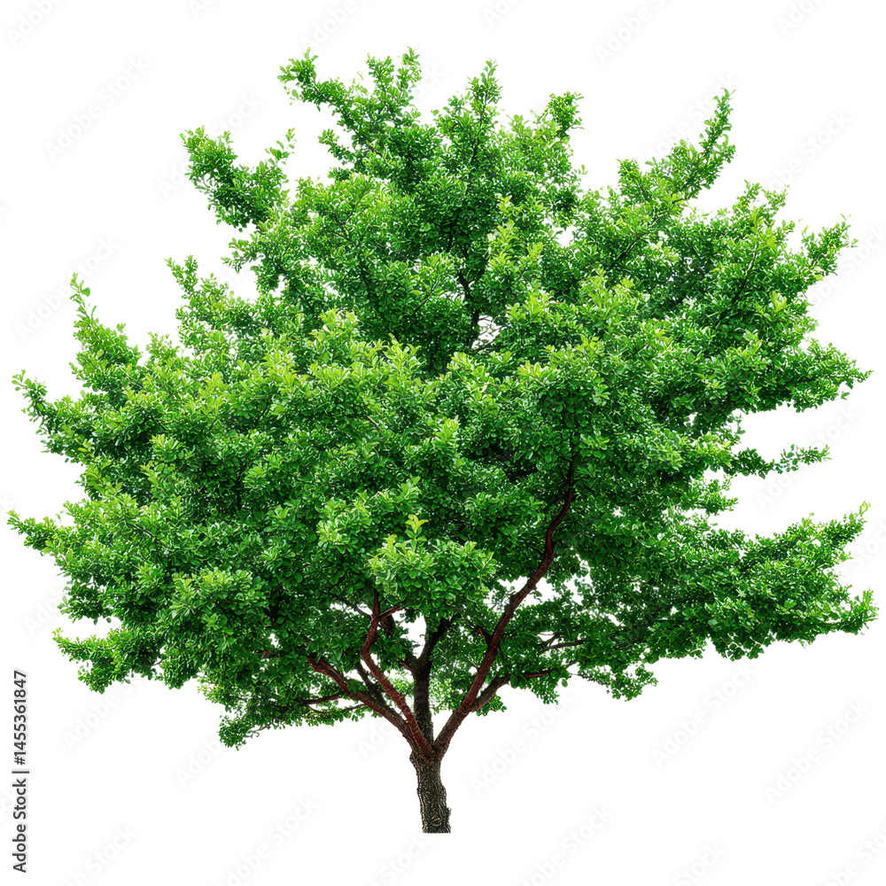 Lush Green Tree Against Transparent Background - A Natural Element for Your Design Lush Green Tree Against Transparent Background - A Natural Element for Your Design