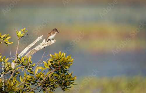 Valokuva Eastern Pheobe perched on a branch