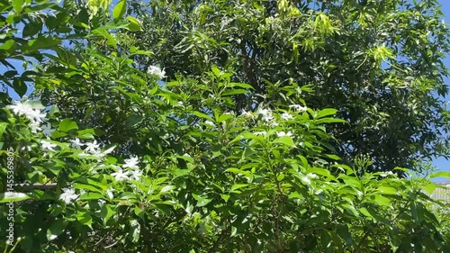 Lush Green Canopy with Delicate White Star-Shaped Flowers Under Sunny Sky