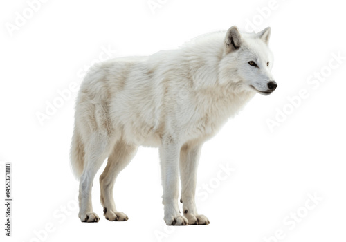 Dire Wolf Isolated on Transparent PNG Background – Prehistoric Fierce Wolf with Massive Build and Sharp Features, Ideal for Fantasy, Mythology, and Animal Illustration Designs