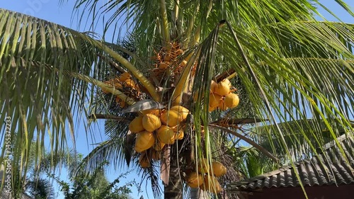 Golden Coconuts Cluster on Tropical Palm Tree, Sunny Day