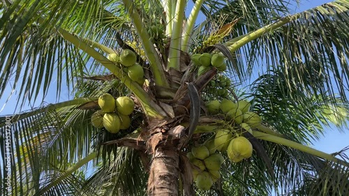 Low-angle view of young green coconuts clustered on a coconut palm tree against a bright blue sky