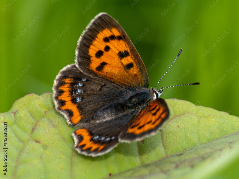 Obraz premium ベニシジミ