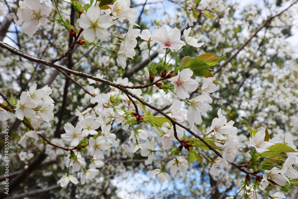 山中に咲く山桜 山中に咲く山桜