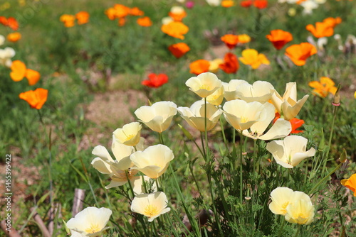 クリーム色のハナビシソウ