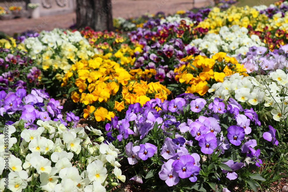 Fototapeta premium カラフルなパンジーの花壇