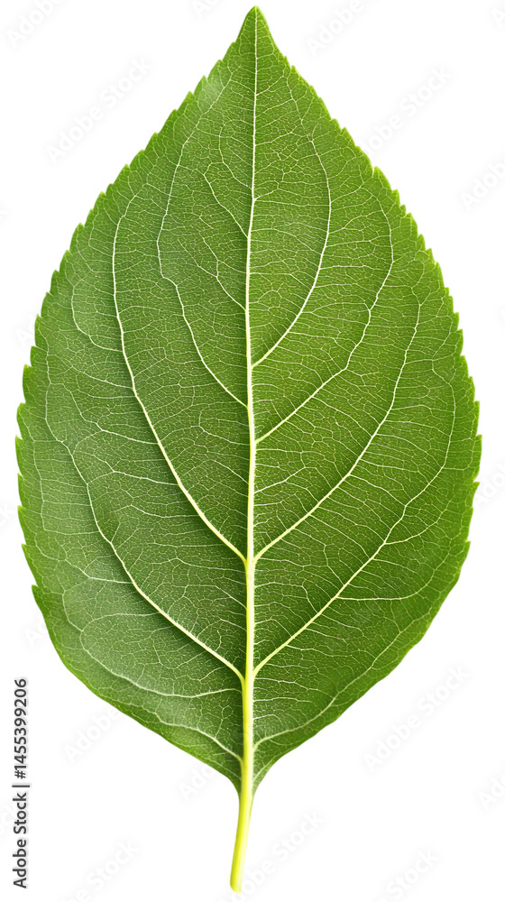 Detailed Isolated Green Leaf with Veins and Transparent Background Illustration Detailed Isolated Green Leaf with Veins and Transparent Background Illustration