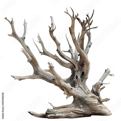 deer isolated on white