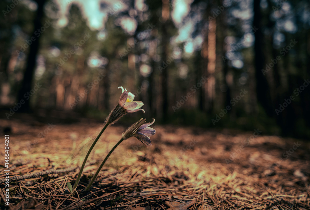 flower on dark glade