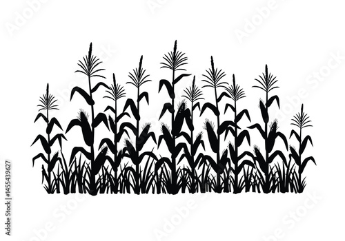 Corn stalks silhouette. This image shows a black silhouette of tall corn stalks with leaves and tassels, commonly seen in farms and fields. Vector clipart illustration design.