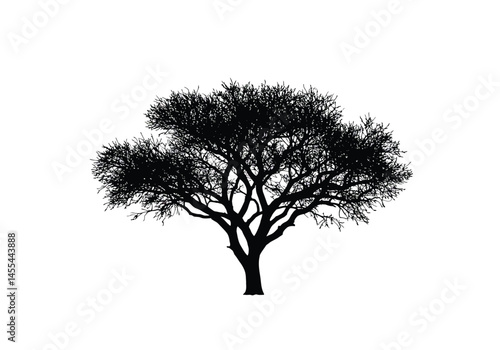 Mesquite tree silhouette. This image shows a black silhouette of a mesquite tree with intricate branches and foliage, also known as a desert shrub or bush. Vector clipart illustration design.