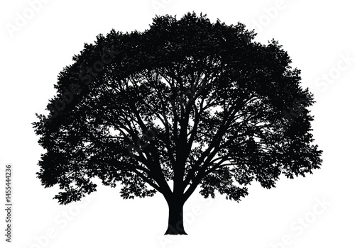 Sycamore tree silhouette. A detailed black and white silhouette of a sycamore tree with intricate branches and dense foliage, also known as Platanus occidentalis.  clipart illustration design.