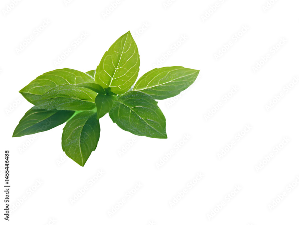 Isolated Fresh Green Leaves on Transparent Background A Photo Isolated Fresh Green Leaves on Transparent Background A Photo