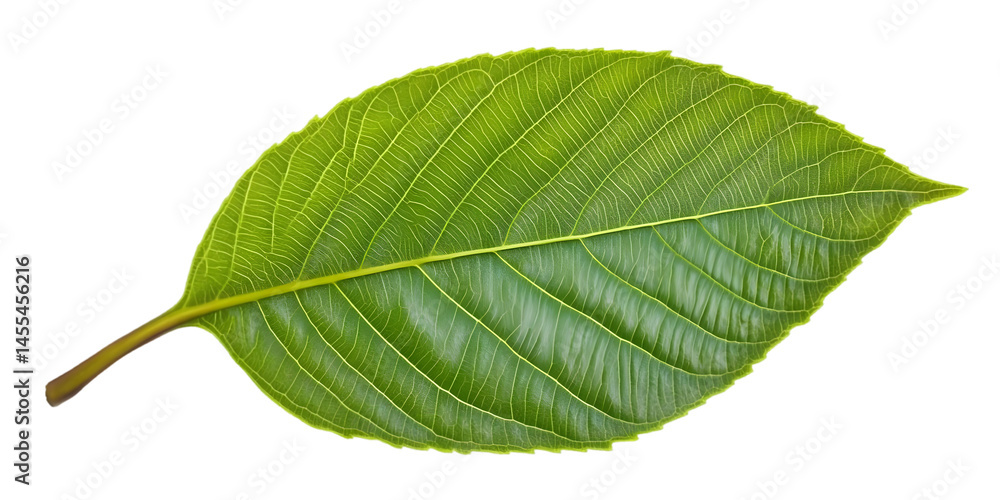 Obraz premium Isolated Leaf Illustration with Green Foliage and Transparent Background