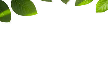 Isolated Leaves on Transparent Background Illustration Fresh Green Foliage