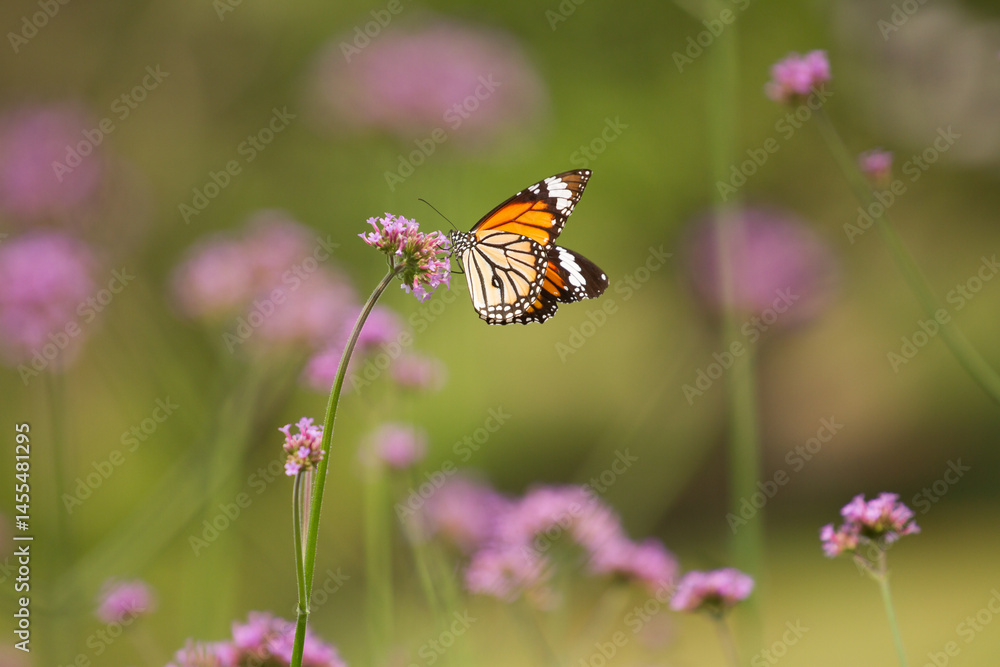 Beautiful butterfly with flowers on blurred background Beautiful butterfly with flowers on blurred background