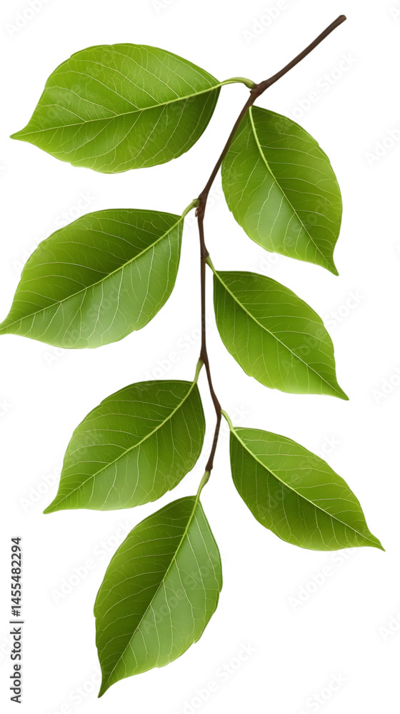 Fototapeta premium Isolated Realistic Green Leaf Branch With Transparent Background Illustration