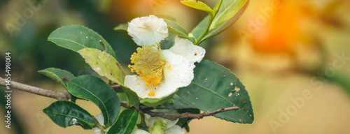 Banner Green tea tree Flower fresh leaves in eco herbal farm. Tree tea plantations morning sun light. Herbal natural garden farmland. Drinking organic relax. Green tea tree farm with copy space