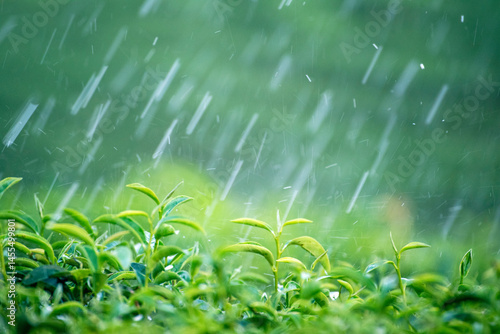Green tea tree field Garden water hose landscape. Organic farm tender bud herbal Green tea tree in camellia sinensis watering. Close up Fresh Tree tea plantation mountain green nature in herbal farm