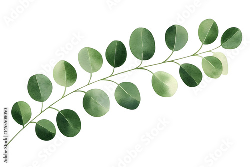 Watercolor Eucalyptus Branch Illustration Isolated on Transparent Background