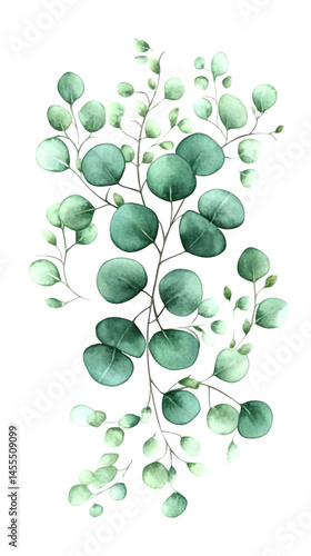 Watercolor Eucalyptus Branch Illustration With Green Leaves on Black Isolated Background