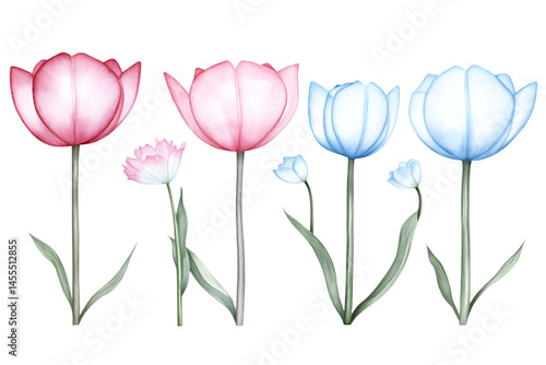 Watercolor Tulip Illustration of Pink and Blue Flowers on Isolated Background