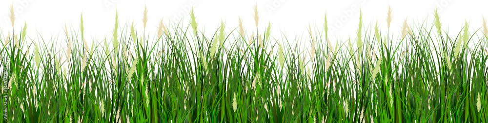 Grass seamless border isolated transparent background Grass seamless border isolated transparent background