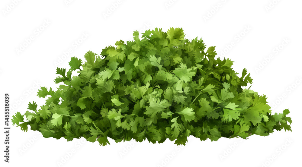 Obraz premium Fresh cilantro looks inviting and vibrant, perfect for adding zest