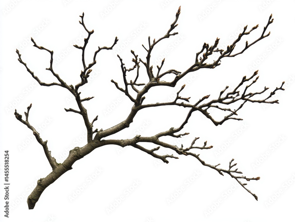 Tree branch with buds isolated on white background for spring design and seasonal decoration Tree branch with buds isolated on white background for spring design and seasonal decoration