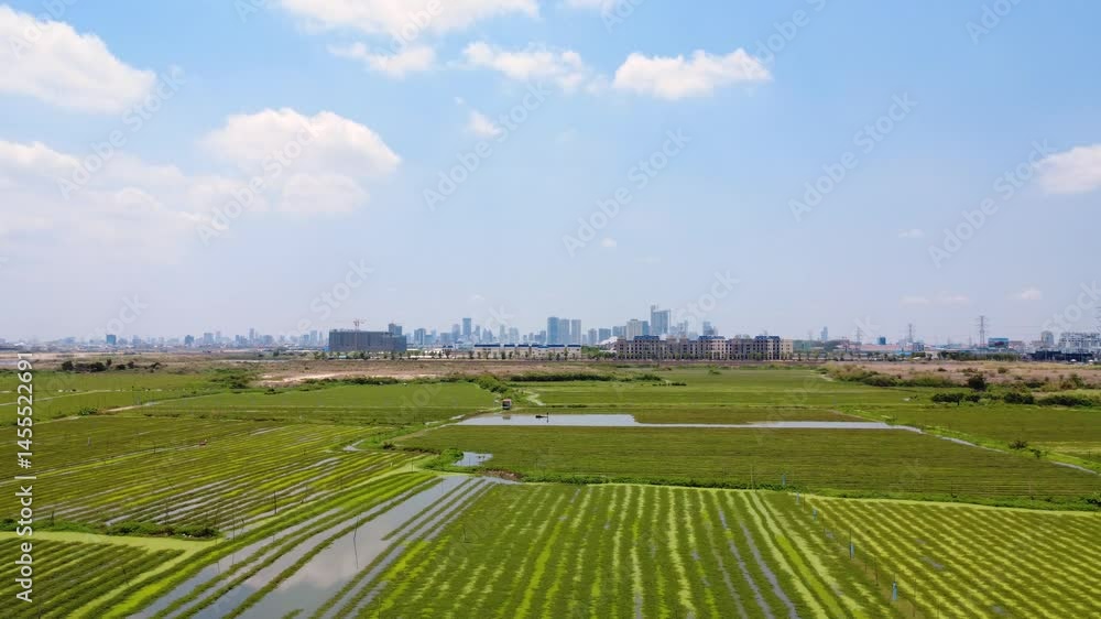 Aerial of mimosa agricultural land in foreground with Phnom Penh city skyline buildings at distance Aerial of mimosa agricultural land in foreground with Phnom Penh city skyline buildings at distance