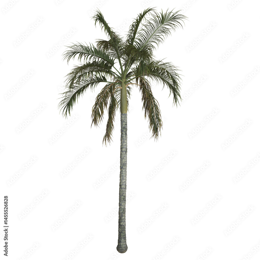 Obraz premium Tall palm tree against a white background