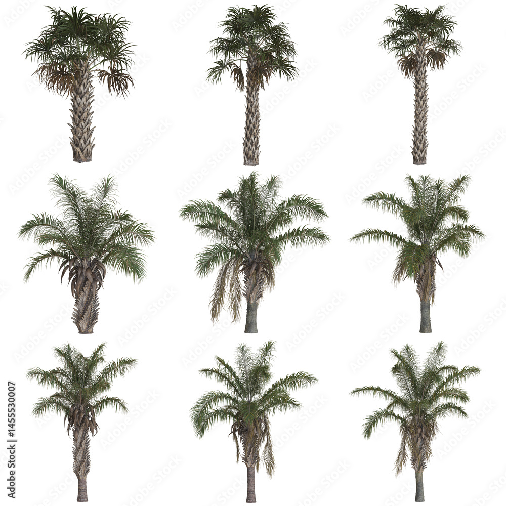 Fototapeta premium Variety of palm trees on white background