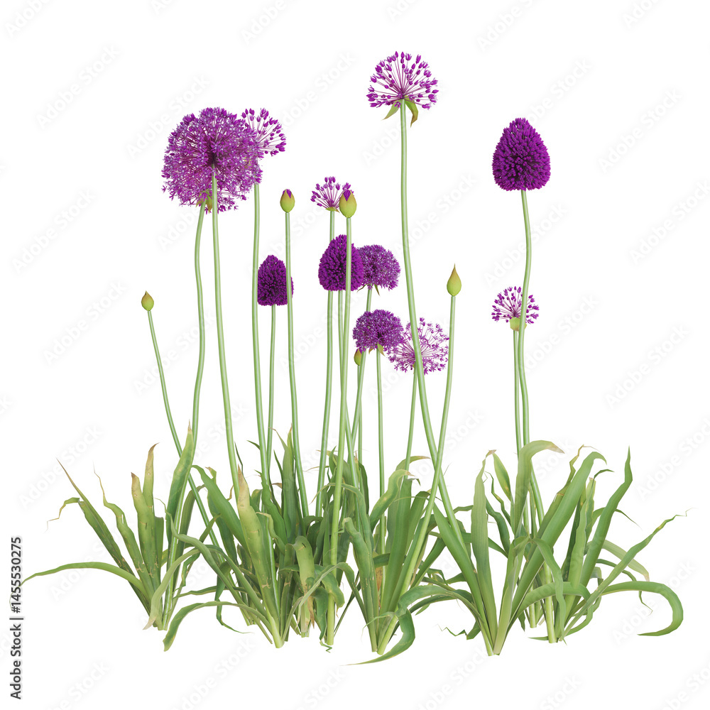 Fototapeta premium Vibrant purple allium flowers in full bloom.