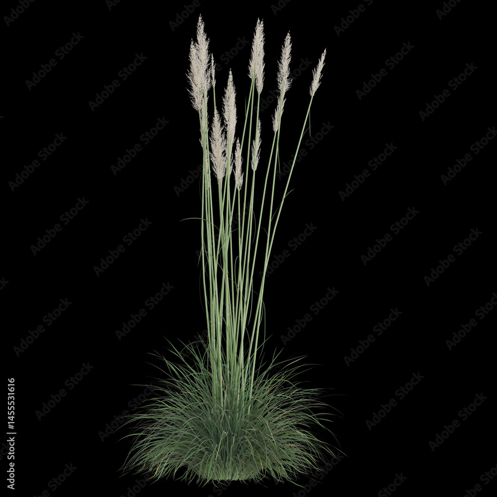 Fototapeta premium Elegant pampas grass on a dark background