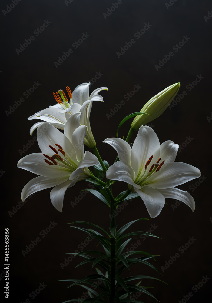Fototapeta premium Elegant white lilies blooming on a dark background, creating a minimalist and sophisticated design.