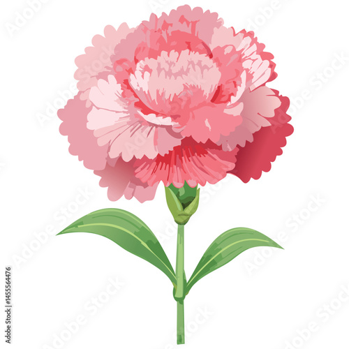 Delicate Carnation Flower Illustration – Botanical Art for Prints, Design & Decor