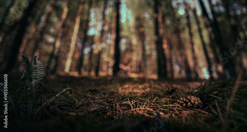 Photos forest floor in dark