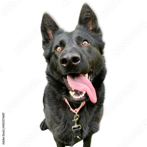 Wallpaper Mural Black German Shepherd Isolated on White Background Torontodigital.ca
