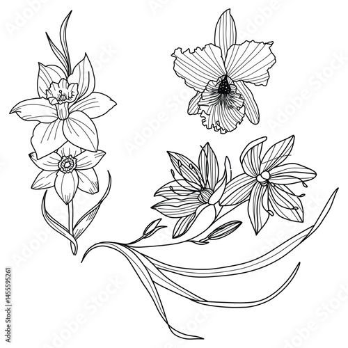 Botanical black Clipart Wildflower