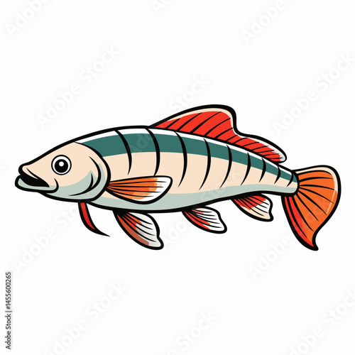 loach fish on a white background