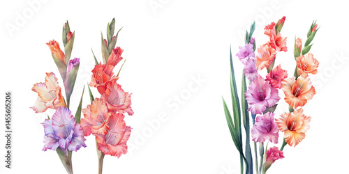 beautiful gladiolus watercolor vector illustration